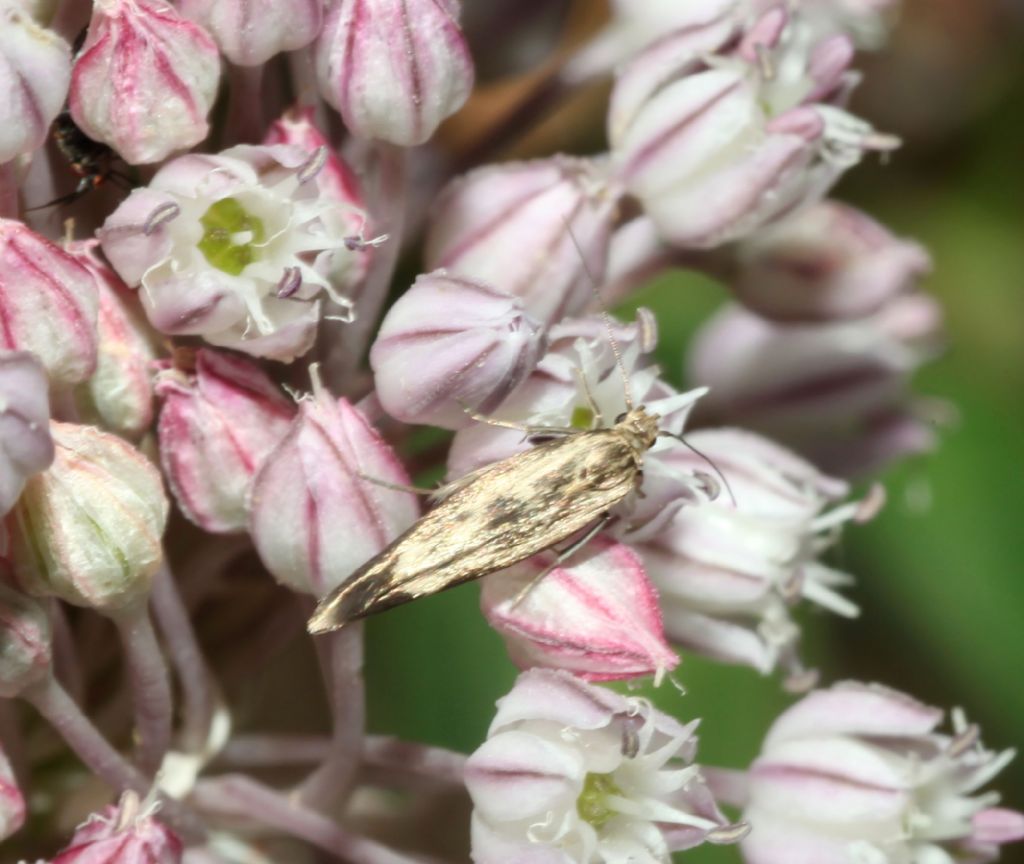 Gelechiidae ? No, Scythrididae: Scythris limbella